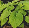 Kava 